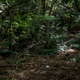 Aokigahara Forest